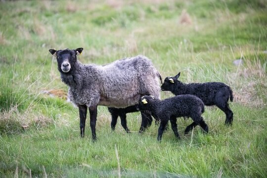 Gotland sheep