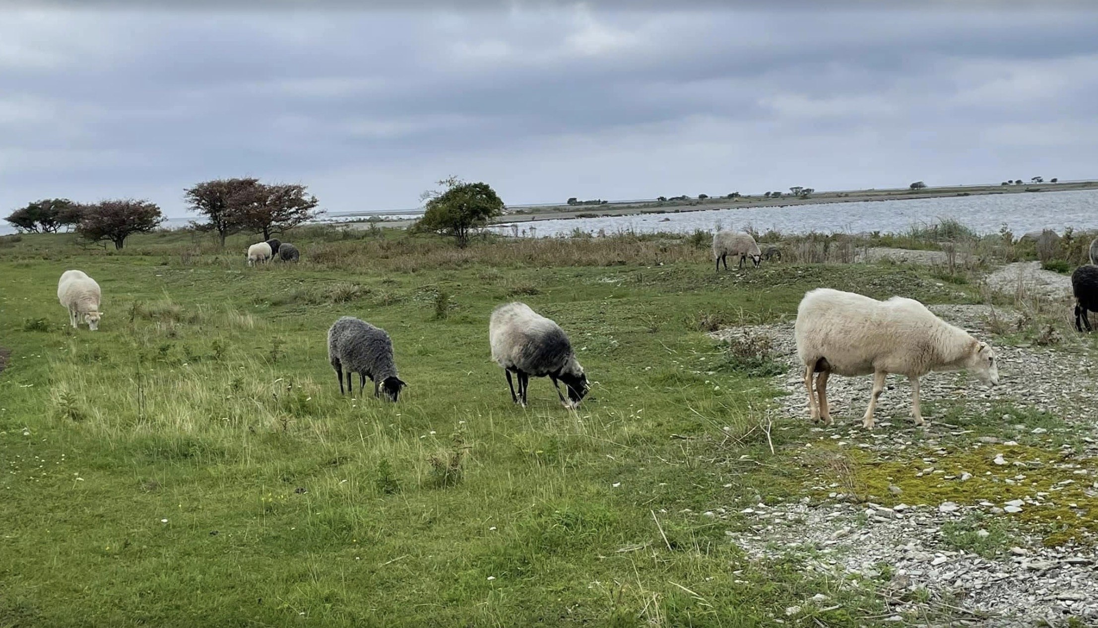 Sheep on Gotland